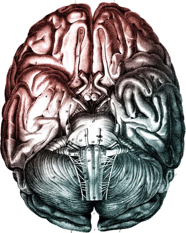 illustration top view of a brain