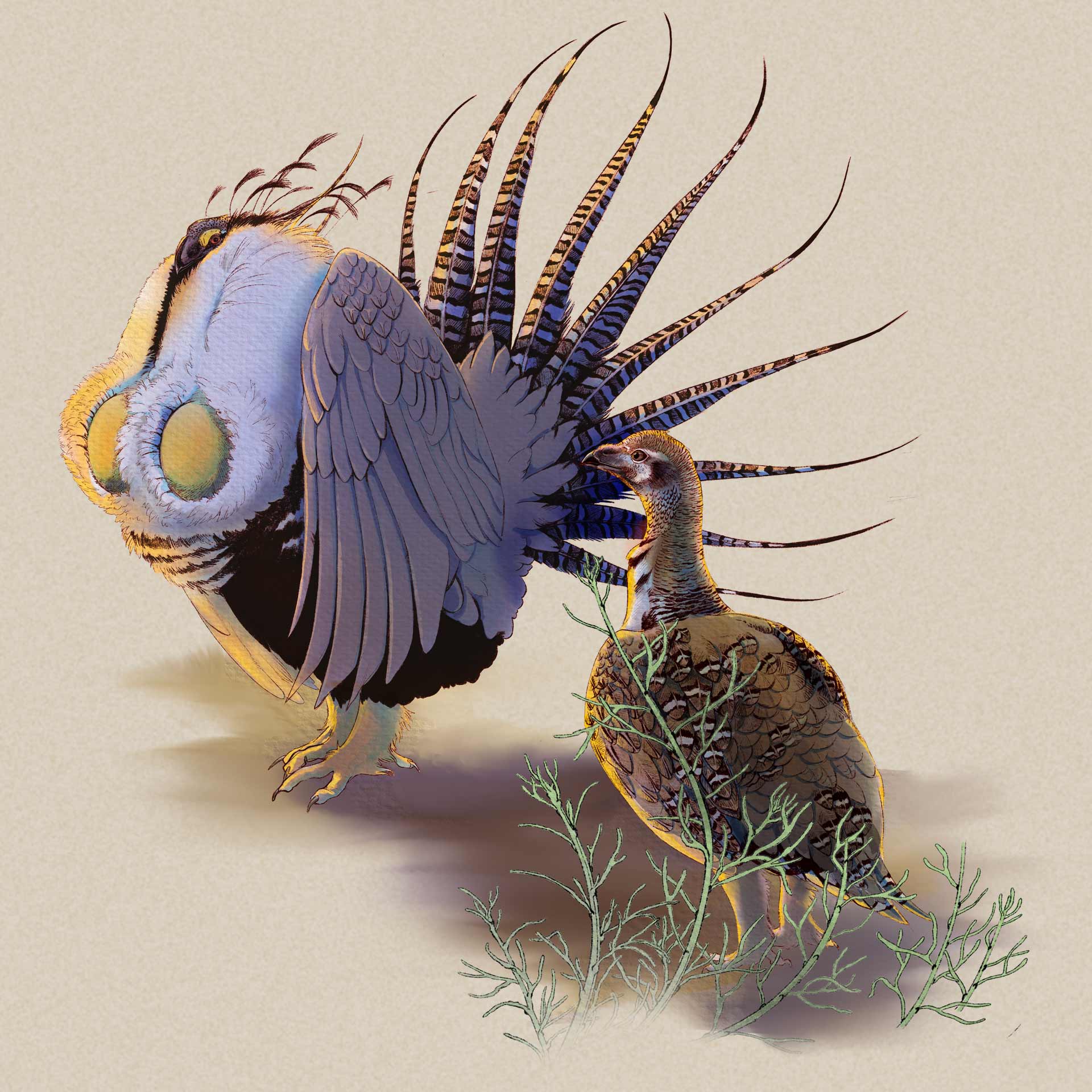 Greater Sage Grouse illustration