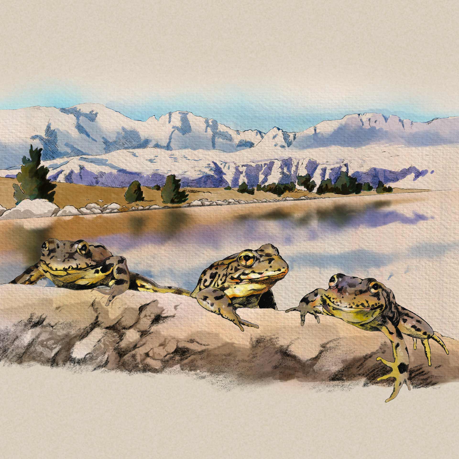 Sierra yellow-legged frog illustration