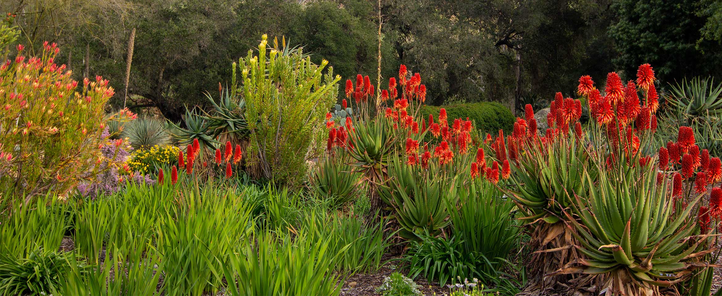 Aloe plants at Taft Gardens