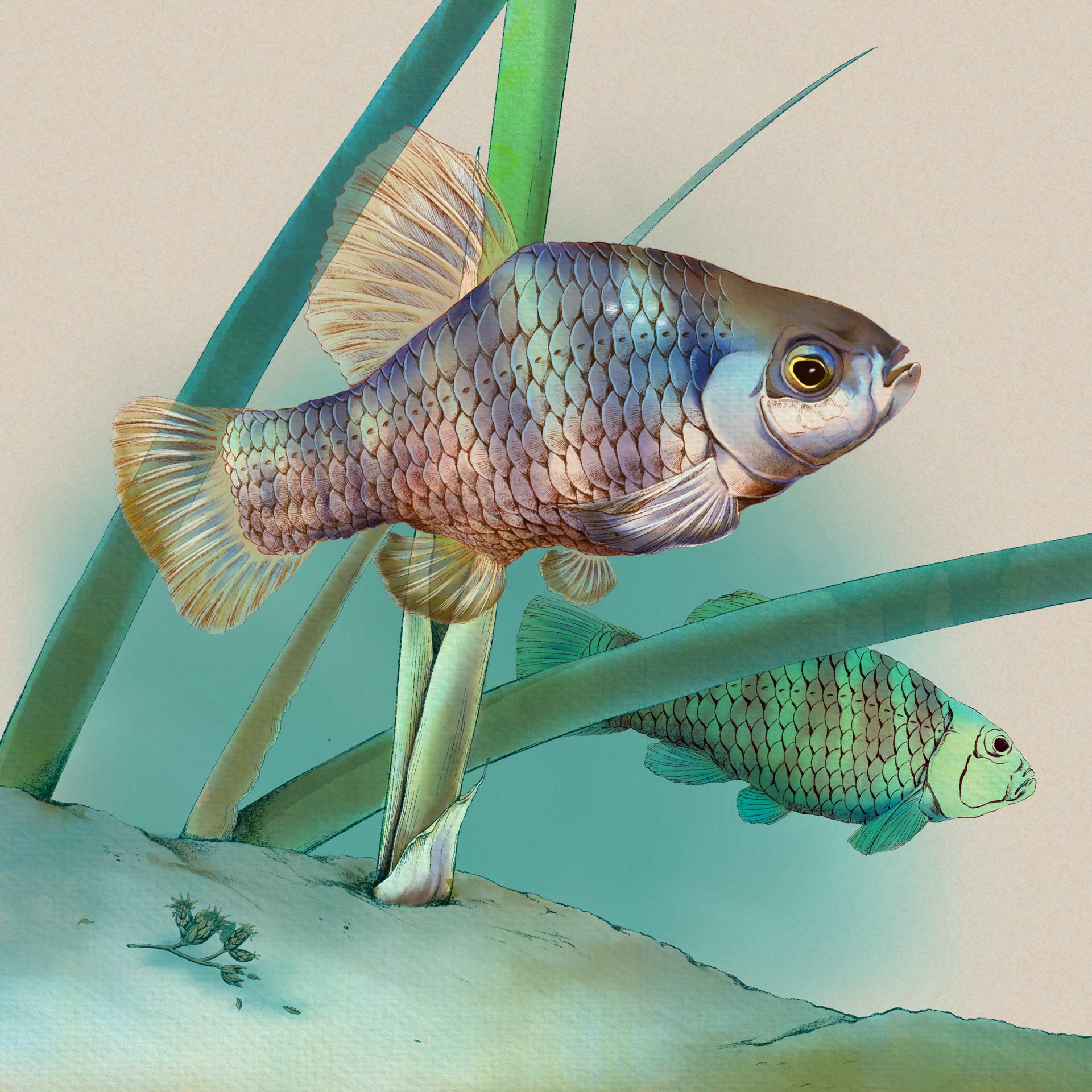 Owens Pupfish Illustration