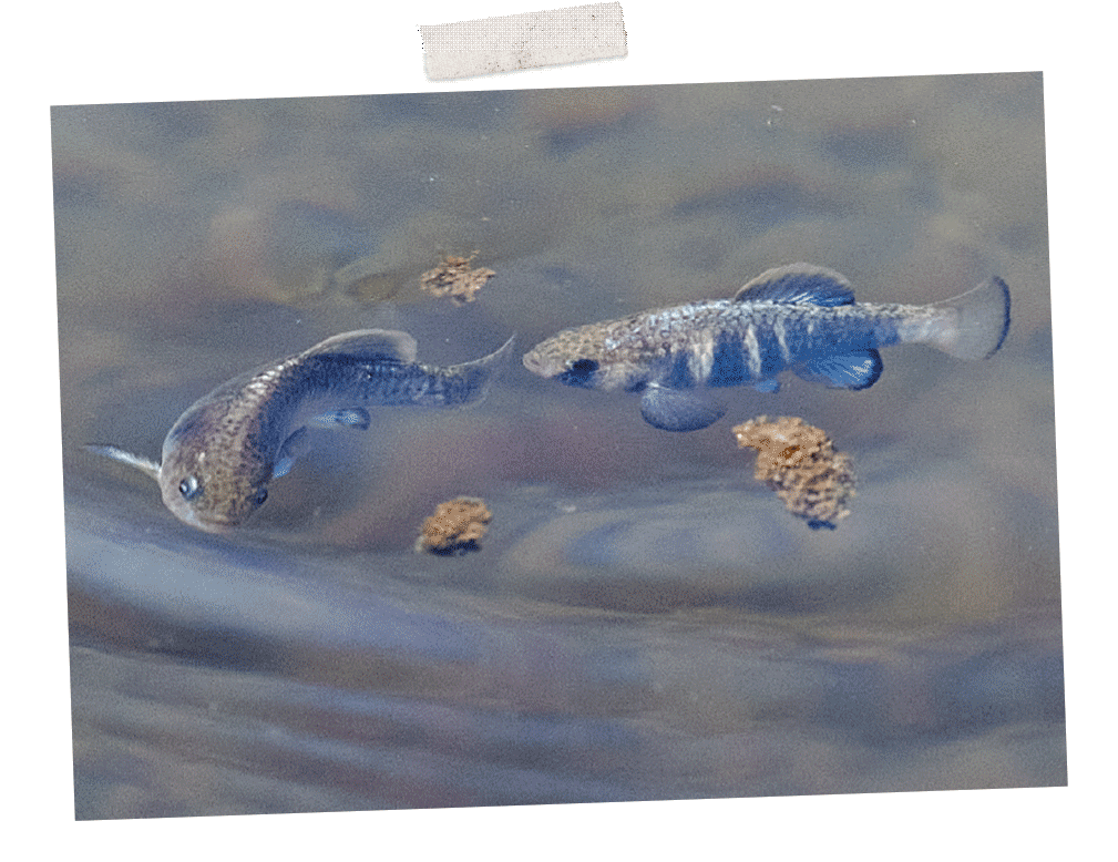 pupfish chasing each other