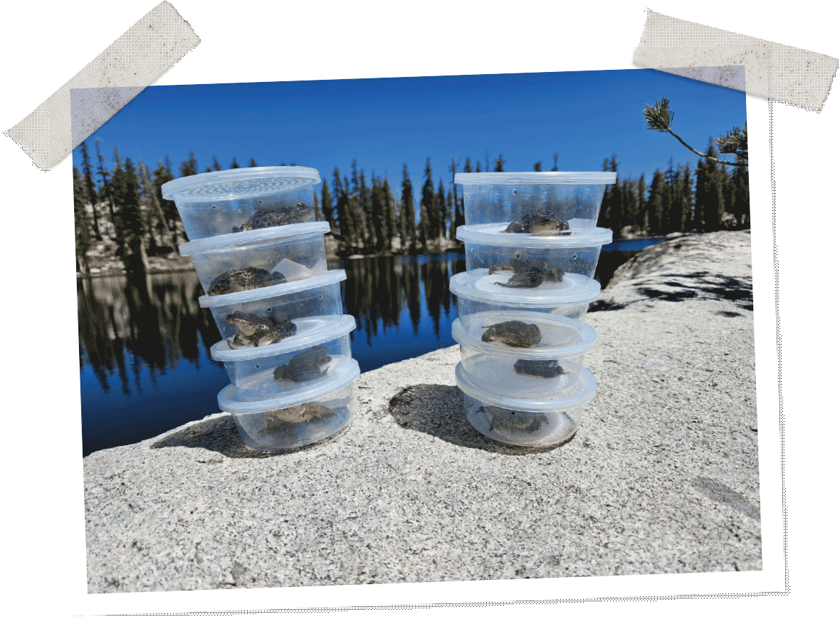 photo of frogs in plastic containers for reintroduction