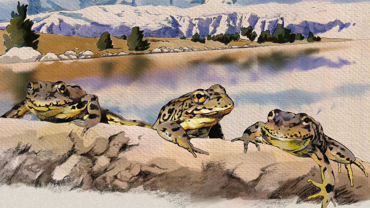 Sierra yellow-legged frog illustration