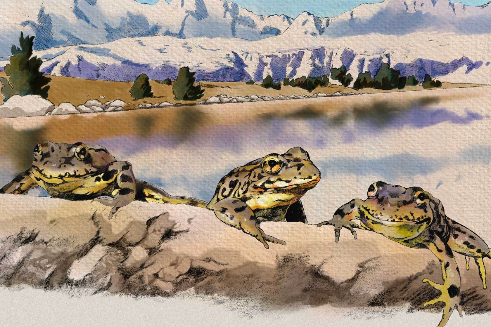 Mountain yellow-legged frog illustration