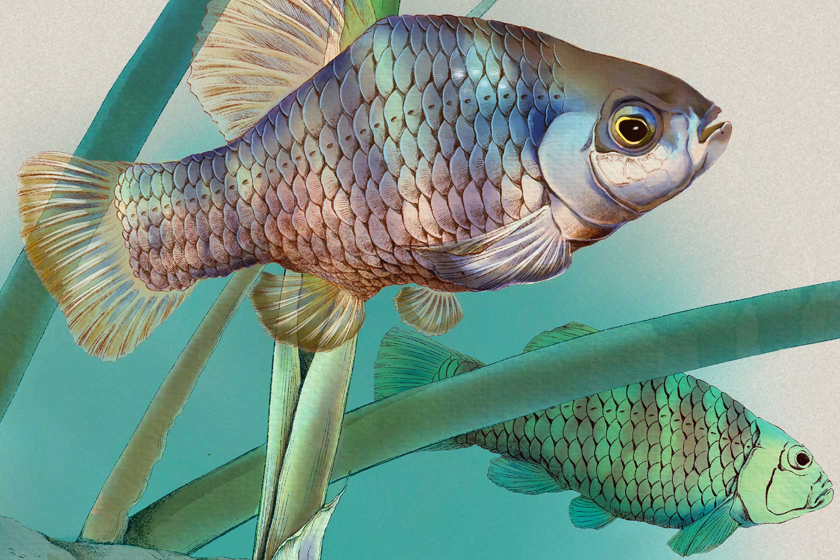 Owens pupfish illustration