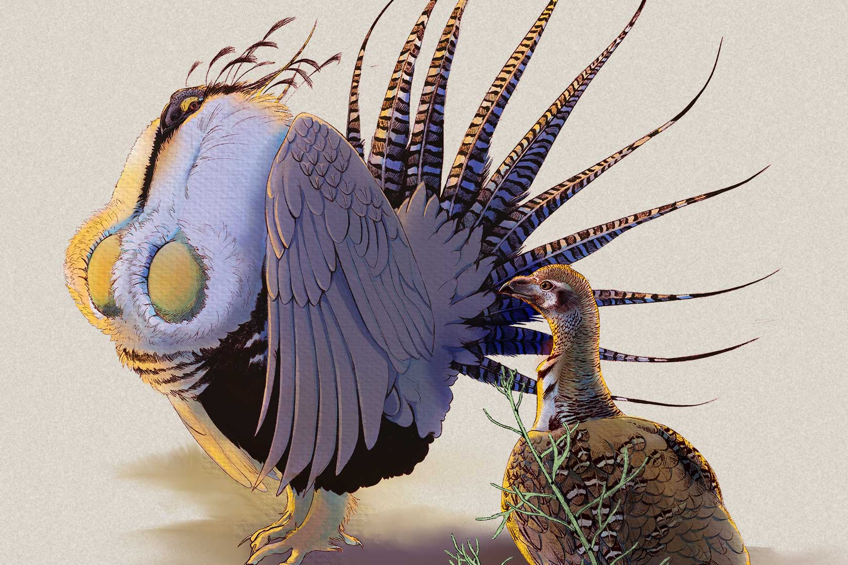 Sagegrouse illustration