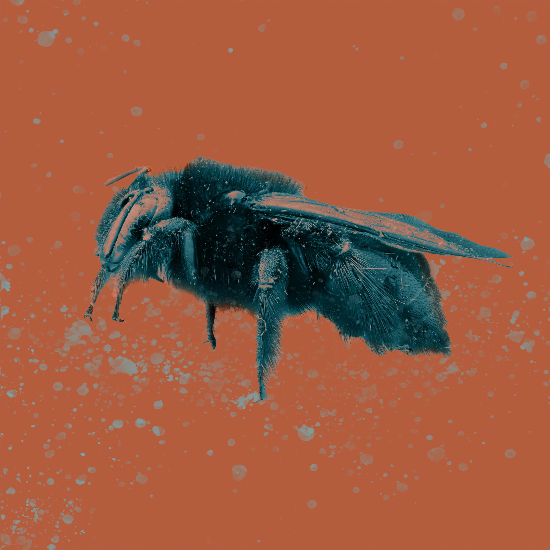 stylized bee image