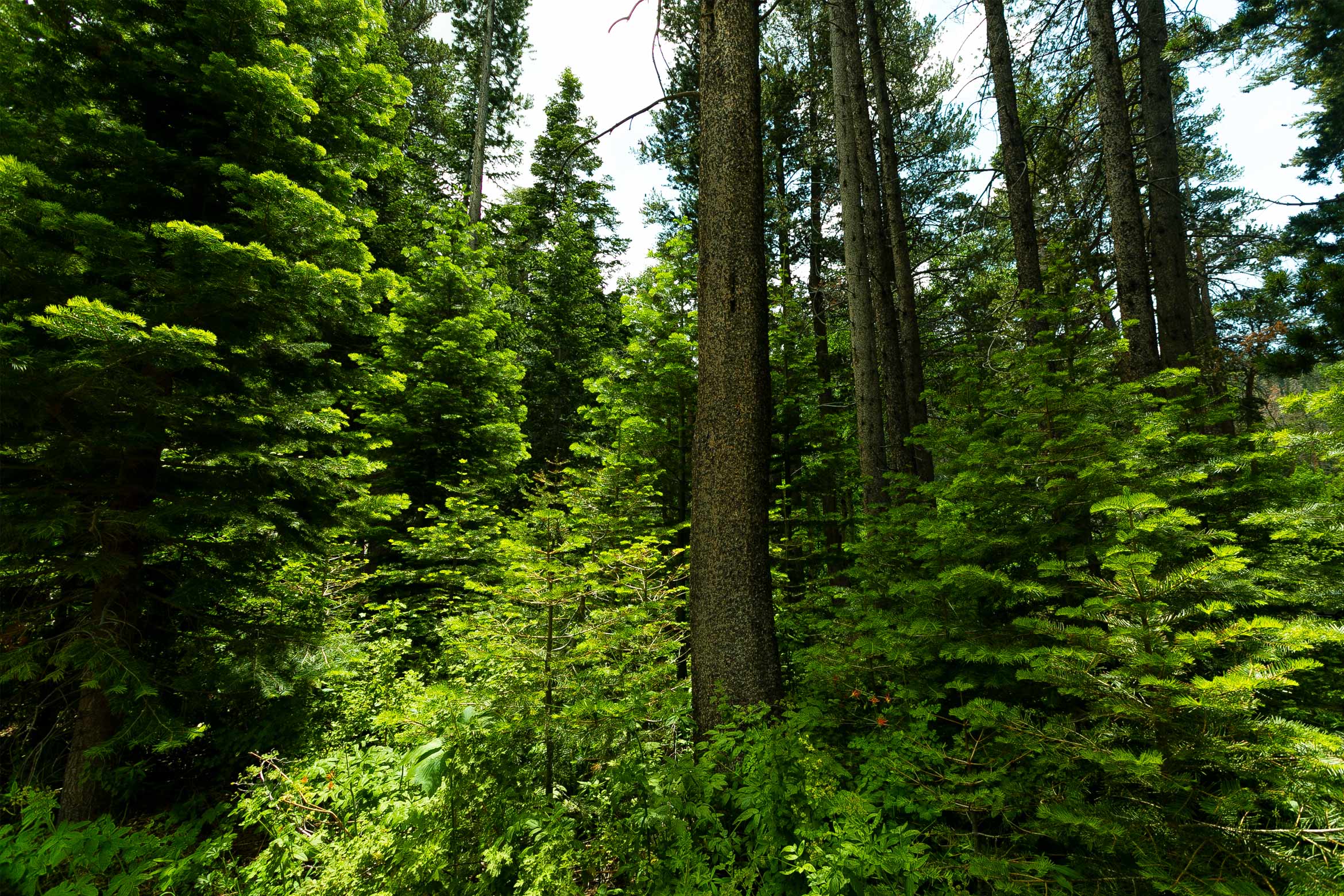 valentine reserve forest