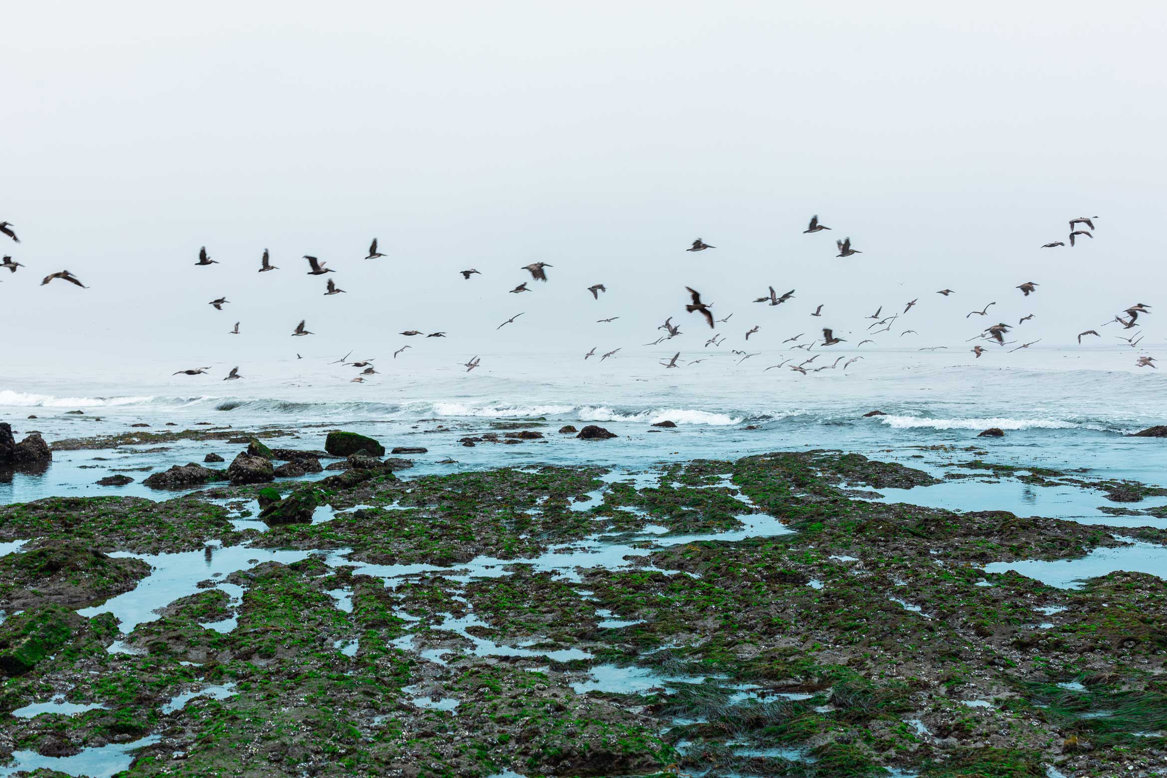 pelicans fly over Coal Oil Point