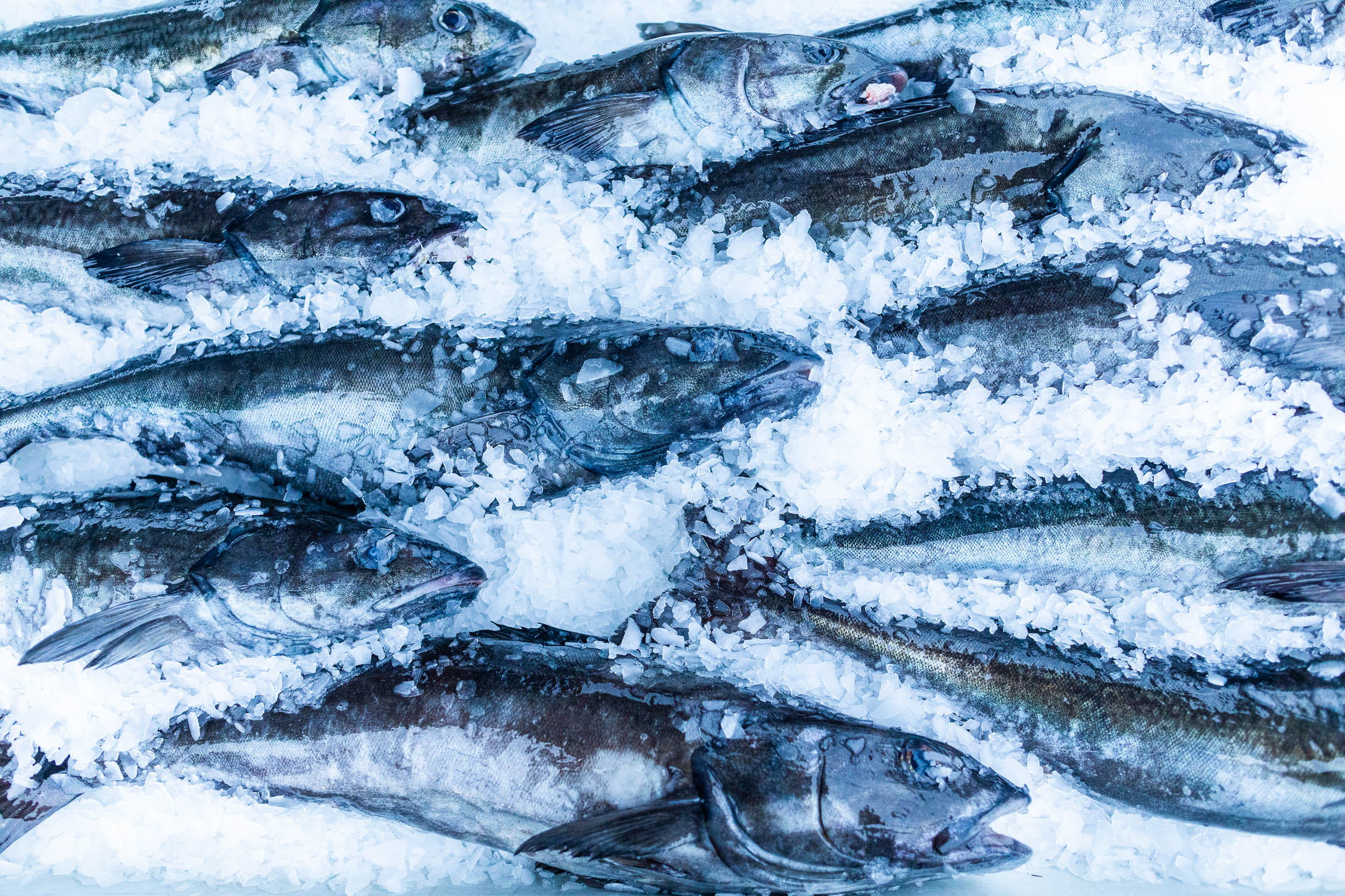 fish on ice at the fisherman's market in the Santa Barbara harbor