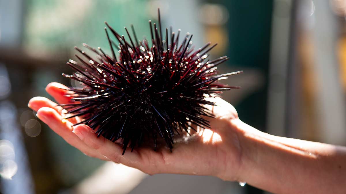 a hand holding a sea urchin